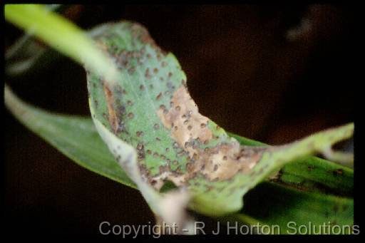 Staghorn beetle damage 